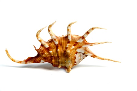 Marine sea shell in a studio setting against a white backgroundの写真素材