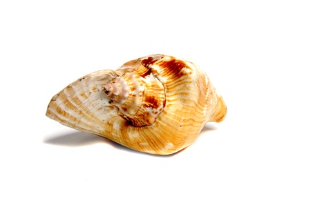 Marine sea shell in a studio setting against a white background