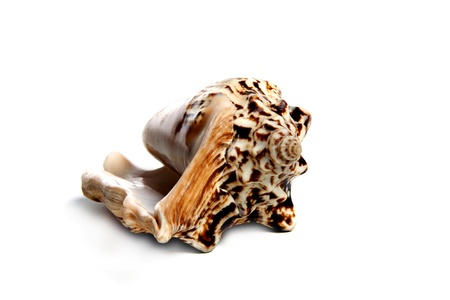 Marine sea shell in a studio setting against a white background