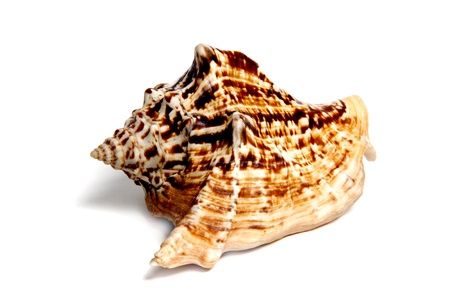 Marine sea shell in a studio setting against a white backgroundの写真素材
