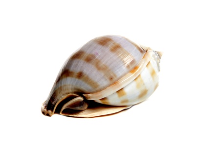 Marine sea shell in a studio setting against a white backgroundの写真素材