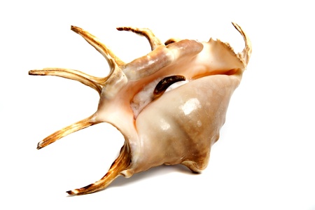 Marine sea shell in a studio setting against a white background
