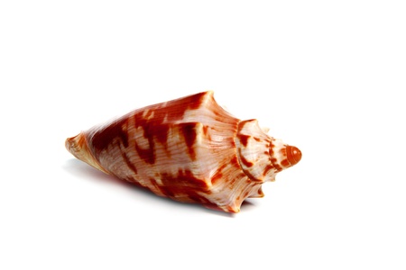 Marine sea shell in a studio setting against a white backgroundの写真素材