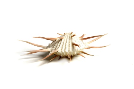 Marine sea shell in a studio setting against a white background