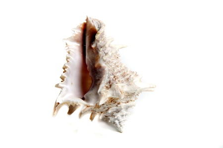 Marine sea shell in a studio setting against a white backgroundの写真素材
