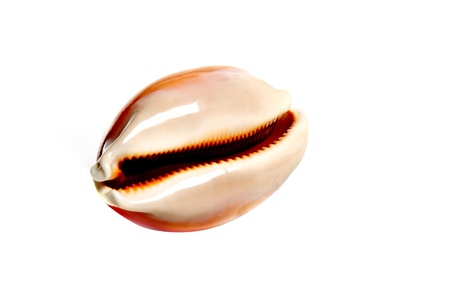 Marine sea shell in a studio setting against a white backgroundの写真素材