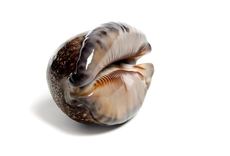 Marine sea shell in a studio setting against a white backgroundの写真素材