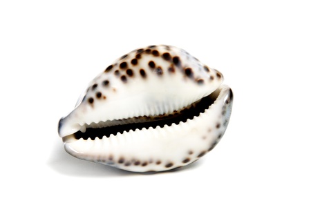 Marine sea shell in a studio setting against a white backgroundの写真素材