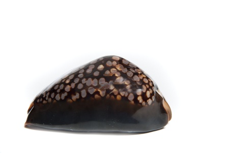 Marine sea shell in a studio setting against a white backgroundの写真素材