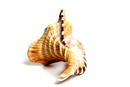 Marine sea shell in a studio setting against a white background