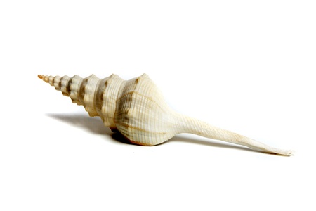 Marine sea shell in a studio setting against a white background
