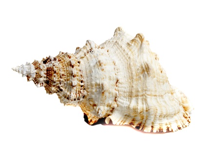 Marine sea shell in a studio setting against a white background