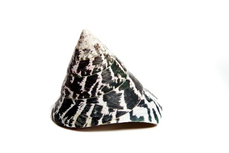 Marine sea shell in a studio setting against a white backgroundの写真素材