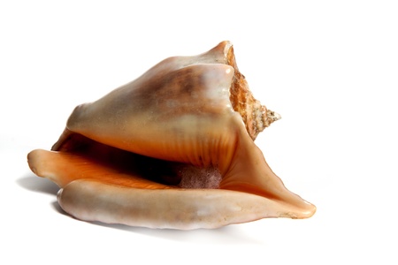 Marine sea shell in a studio setting against a white background