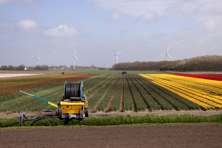 Bulb fields are still an enormous touristic attraction and a great economic product