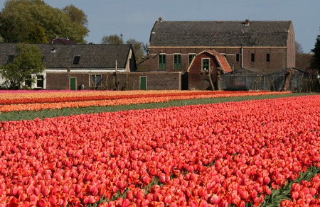 Netherlands, Agriculture, april 2016 : 
Flower bulbs is an important product for the Dutch export industry, nice colorfull fields attract tourismeのeditorial素材