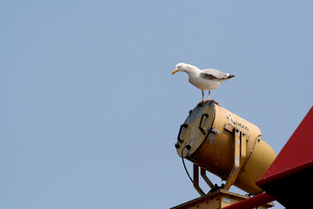 Netherlands,waddenzee,-june 2016: Seagulls follow the ferry betweeen Holwerd en Amelandのeditorial素材