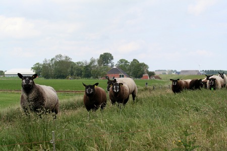 Sheep on the dikeのeditorial素材