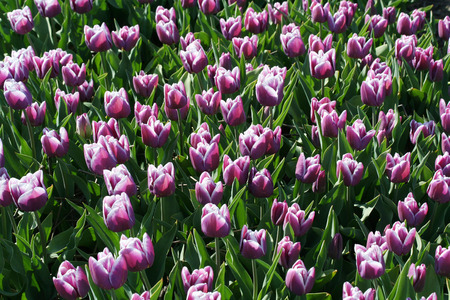 Netherlands, Agriculture, april 2016 : 
Flower bulbs is an important product for the Dutch export industry, nice colorfull fields attract tourismeのeditorial素材