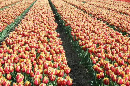 Netherlands, Agriculture, april 2016 : 
Flower bulbs is an important product for the Dutch export industry, nice colorfull fields attract tourismeのeditorial素材