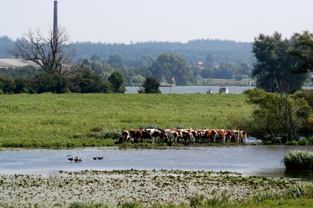 Netherland,Ameongen,-june 2016: De river Nederrijn is streaming in the province of Utrechtのeditorial素材
