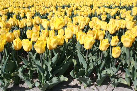 Netherlands, Agriculture, april 2016 : 
Flower bulbs is an important product for the Dutch export industry, nice colorfull fields attract tourismeのeditorial素材
