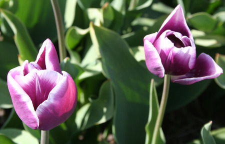 Netherlands, Agriculture, april 2016 : 
Flower bulbs is an important product for the Dutch export industry, nice colorfull fields attract tourismeのeditorial素材