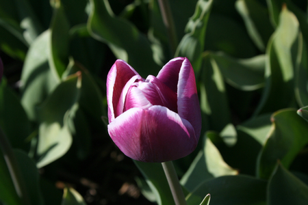 Netherlands, Agriculture, april 2016 : 
Flower bulbs is an important product for the Dutch export industry, nice colorfull fields attract tourismeのeditorial素材