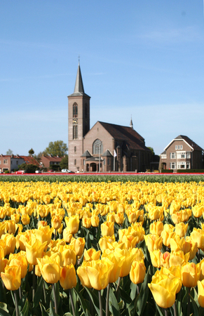 Netherlands, Agriculture, april 2016 : 
Flower bulbs is an important product for the Dutch export industry, nice colorfull fields attract tourismeのeditorial素材