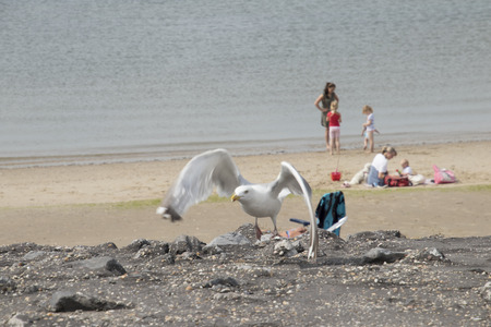 Netherlands,Zeeland,Brouwersdam, -august 2017: leisure activity ,sports and holiday-fun on the Brouwersdam , the  seventh structure of the Delta Works of the Netherlandsのeditorial素材