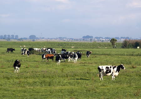 Netherlands,North Holland,Marken, june2016:Cows in the meadowのeditorial素材