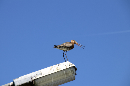 Netherlands,North Holland,Marken, june2016: black-tailed godwit is breeding in Markenのeditorial素材