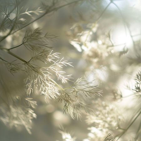Closeup of dill flowers in the sunlight. Selective focus.の素材