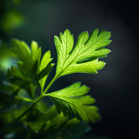 Fresh green parsley leaves on a dark background. Close up.の素材