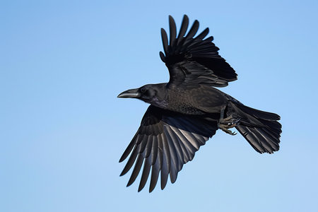 Rook, Corvus corax, single bird in flight, South Africaの素材