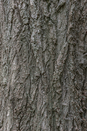 Frame filled with bark texture of a large treeの写真素材