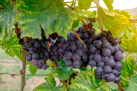 freshly Shiraz grapes, Vineyards in autumn harvestの写真素材