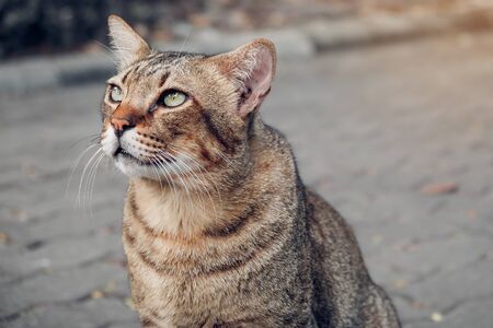 A  cat with green eyes sitting on a footpath or sidewalk, a cat lying in the park sunlight, Stray cat.の写真素材
