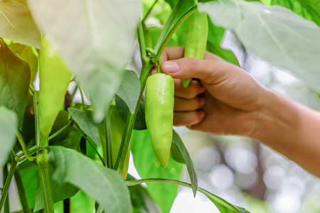 hand holding Young Green chili plant on field agriculture in gardenの写真素材