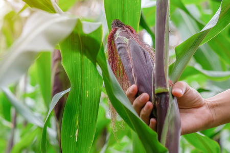hand holding purple corn plant on field agriculture in gardenの写真素材