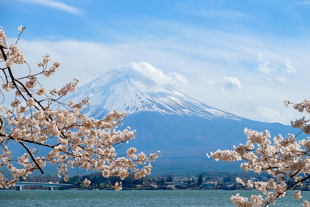 Mount Fuji with snow capped, blue sky and beautiful Cherry Blossom or pink Sakura flower tree in Spring Season at Lake kawaguchiko, Yamanashi, Japan. landmark and popular for tourist attractionsの写真素材