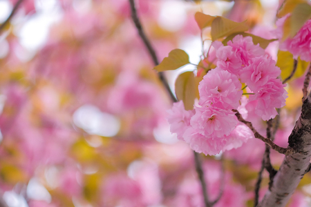 beautiful pink cherry blossom or sakura blooming  in the gardenの写真素材
