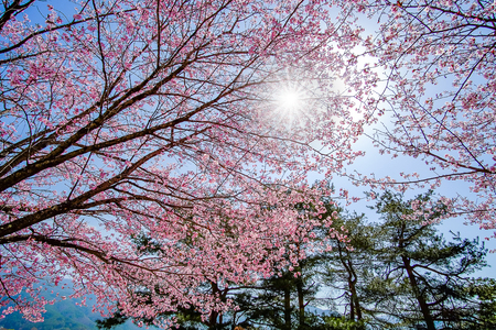 beautiful Cherry Blossom or pink Sakura flower tree in Spring Season at Lake kawaguchiko, Yamanashi, Japan. landmark and popular for tourist attractionsの写真素材