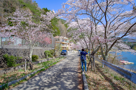 beautiful Cherry Blossom or pink Sakura flower tree in Spring Season at Lake kawaguchiko, Yamanashi, Japan. landmark and popular for tourist attractionsの写真素材