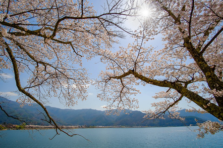 beautiful Cherry Blossom or pink Sakura flower tree in Spring Season at Lake kawaguchiko, Yamanashi, Japan. landmark and popular for tourist attractionsの写真素材