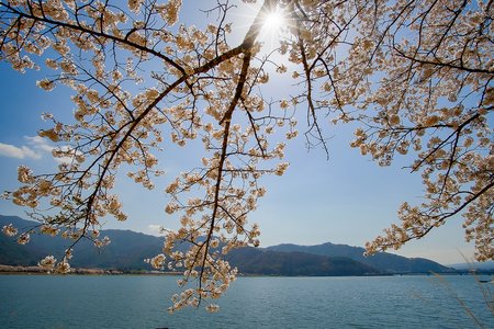 beautiful Cherry Blossom or pink Sakura flower tree in Spring Season at Lake kawaguchiko, Yamanashi, Japan. landmark and popular for tourist attractionsの写真素材