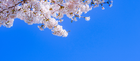 beautiful Cherry Blossom or pink Sakura flower tree in Spring Season at Lake kawaguchiko, Yamanashi, Japan. landmark and popular for tourist attractionsの写真素材