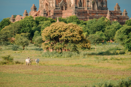 Burmese farmer is working with bulls on his rice field with Beautiful ancient temples and pagoda background in the Archaeological Zone, landmark for tourist attractions. Bagan, Myanmar, 11 August 2018の写真素材
