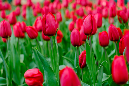 beautiful red tulips blooming in the garden for natural background and wallpaper, spring seasonの写真素材