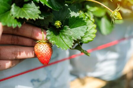 fresh strawberries on the tree, red Ripe and green. Harvesting, agriculture, plantation conceptsの写真素材